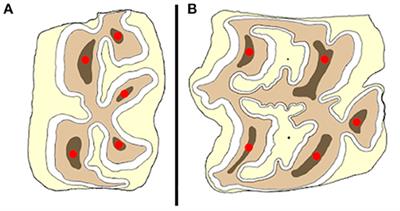 Fracture Resistance of Equine Cheek Teeth With and Without Occlusal Fissures: A Standardized ex vivo Model